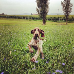 cucciolo bracco italiano roano marrone