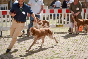 raduno mondiale bracco italiano allevamento di casamassima di valravanaga di cascina croce di montericco dei sanchi polcevera