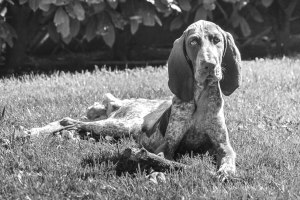 cucciolo bracco italiano roano marrone