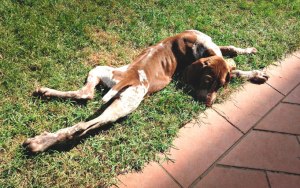 cucciolo bracco italiano roano marrone