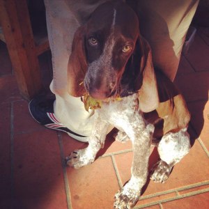 cucciolo bracco italiano