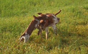 cucciolo bracco italiano roano marrone