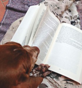 cucciolo bracco italiano roano marrone