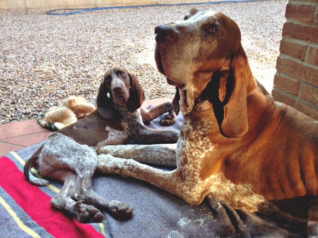 Il dilemma della&nbsp;foca