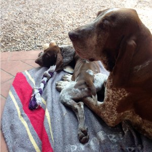 cucciolo bracco italiano roano marrone