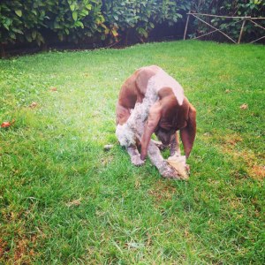 cucciolo bracco italiano roano marrone