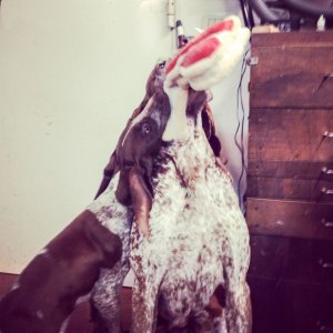 cucciolo bracco italiano roano marrone