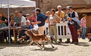 raduno mondiale bracco italiano allevamento di casamassima di valravanaga di cascina croce di montericco dei sanchi polcevera