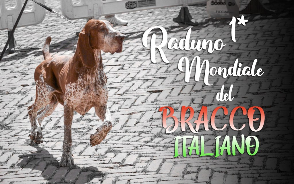 We survived il 1* Raduno Mondiale del Bracco&nbsp;Italiano