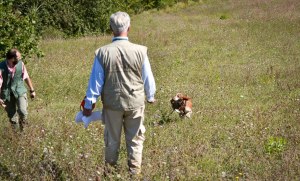 prova caccia bracco italiano cane da cerca da ferma da piuma da riporto