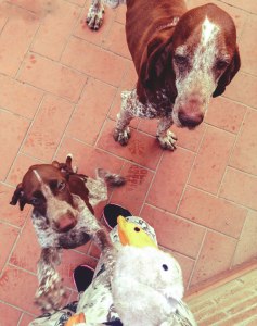 cucciolo bracco italiano roano marrone