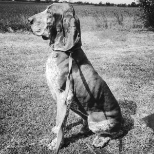 cucciolo bracco italiano roano marrone