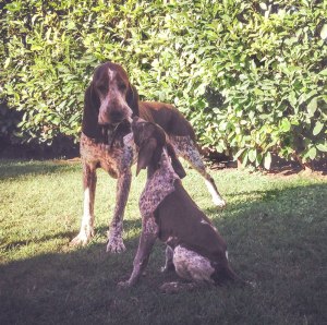 cucciolo bracco italiano roano marrone