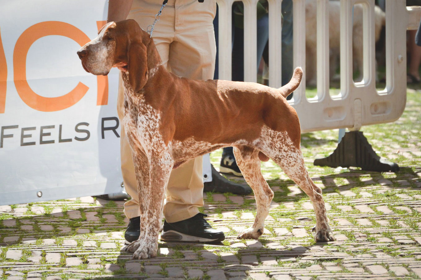 raduno mondiale bracco italiano allevamento di casamassima di valravanaga di cascina croce di montericco dei sanchi polcevera