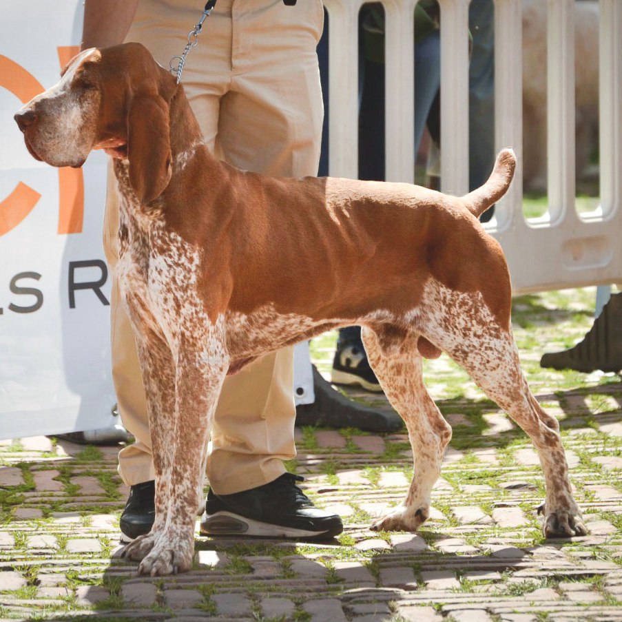 raduno mondiale bracco italiano allevamento di casamassima di valravanaga di cascina croce di montericco dei sanchi polcevera