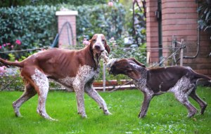 cucciolo bracco italiano roano marrone