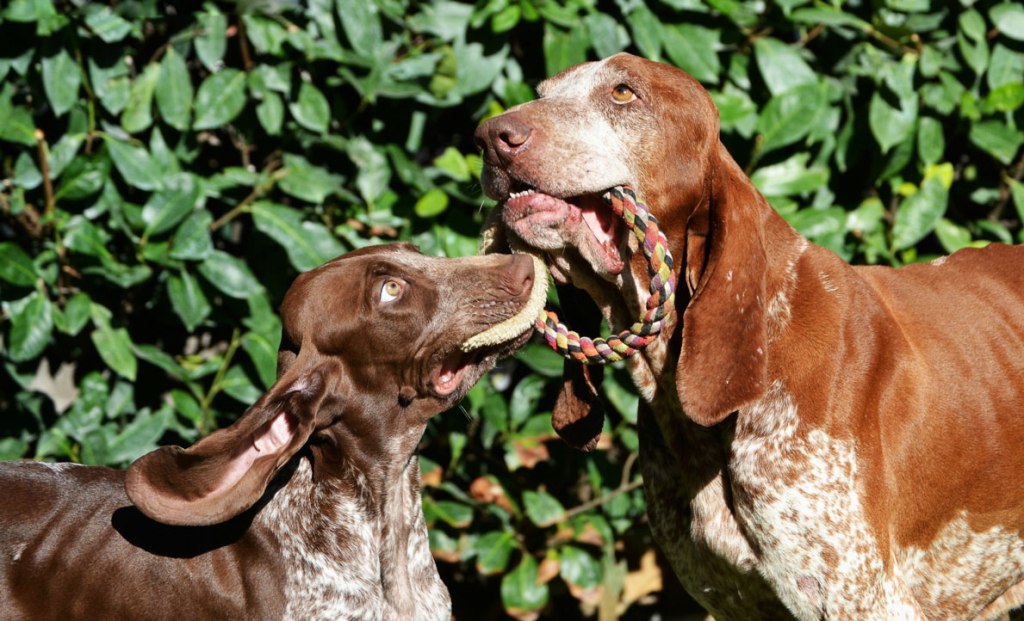 Expecto Assicurazione!