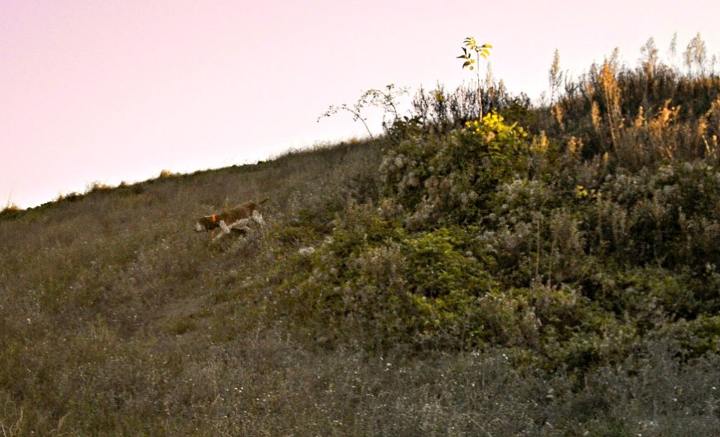 Kinder, Ulisse e i fagiani&nbsp;mannari