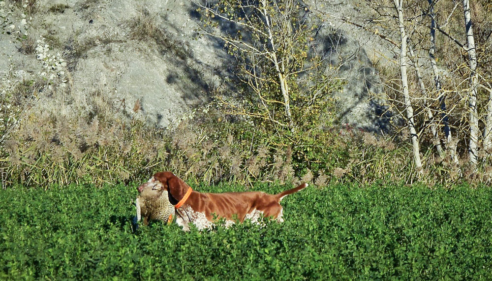 riporto caccia bracco italiano