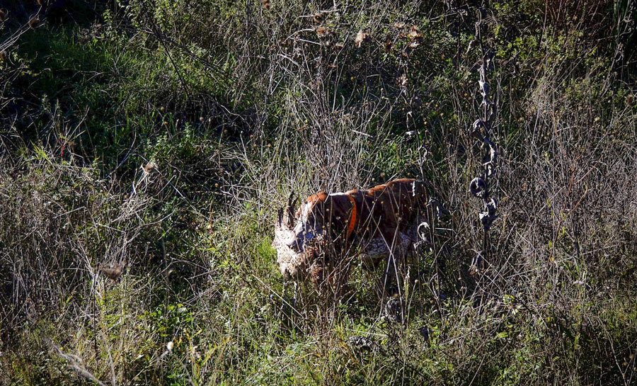 riporto caccia bracco italiano roano marrone