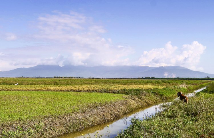 ferma e consenso setter inglese e bracco italiano