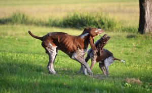 cucciolo bracco italiano roano marrone