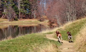 cucciolo bracco italiano roano marrone