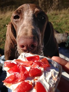 cucciolo bracco italiano roano marrone