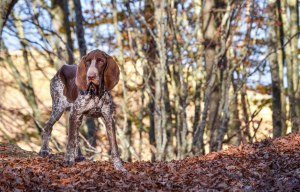 cucciolo bracco italiano roano marrone