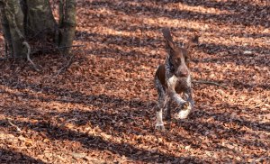 cucciolo bracco italiano roano marrone