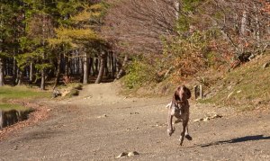 cucciolo bracco italiano roano marrone