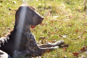cucciolo bracco italiano roano marrone