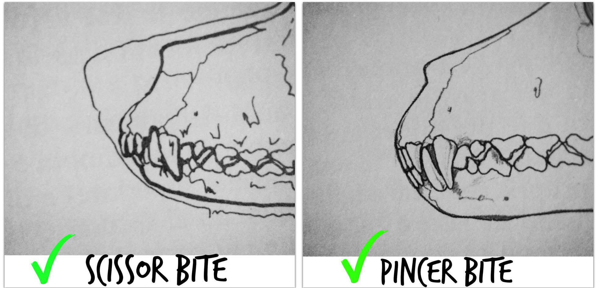 standard bracco italiano