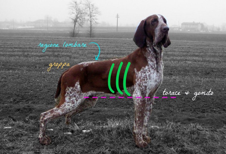 standard bracco italiano
