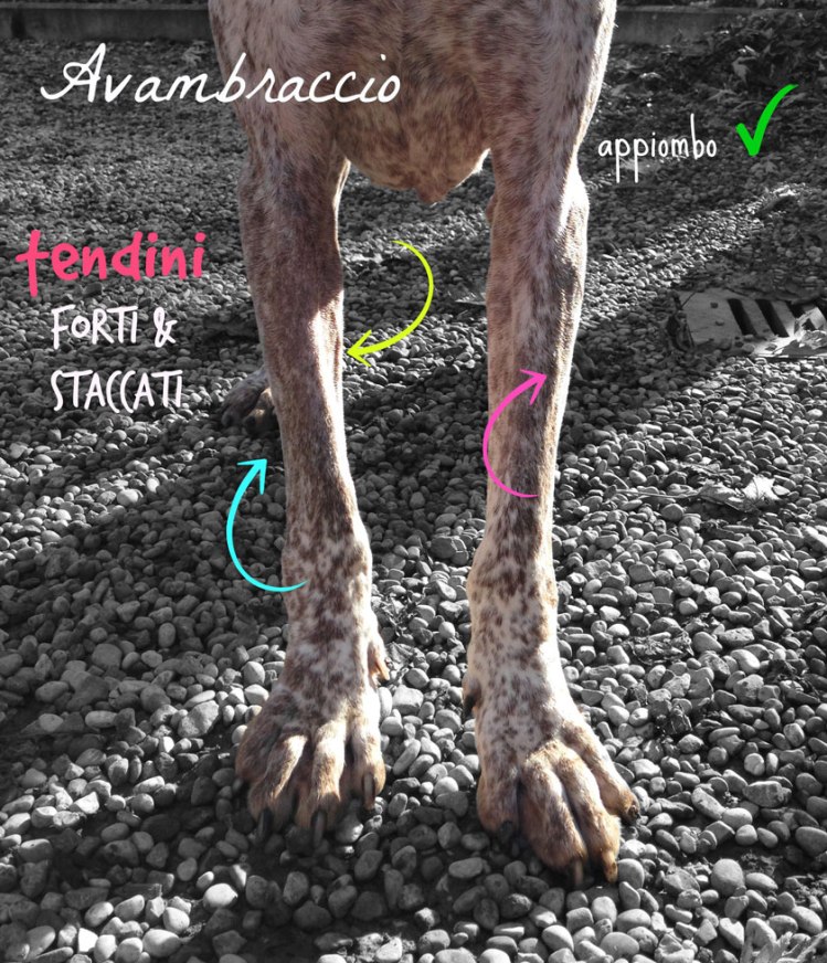 standard bracco italiano