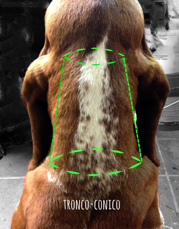 standard bracco italiano