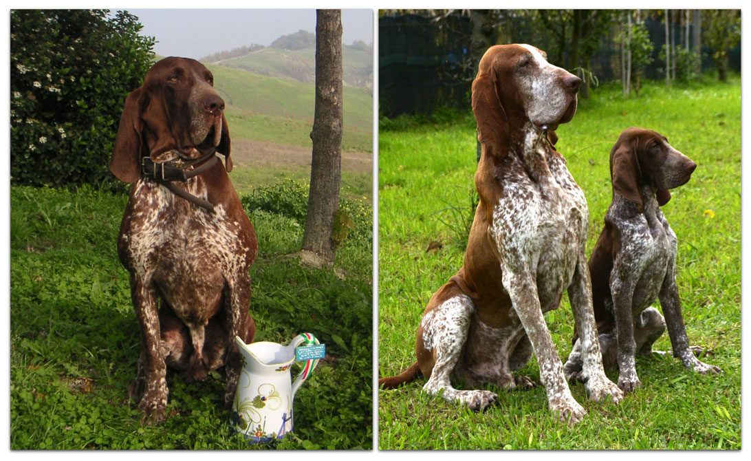 standard bracco italiano