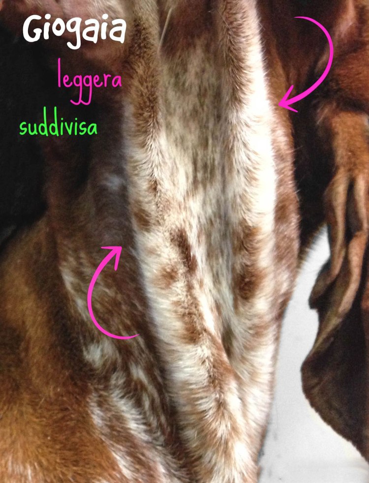 standard bracco italiano giogaia