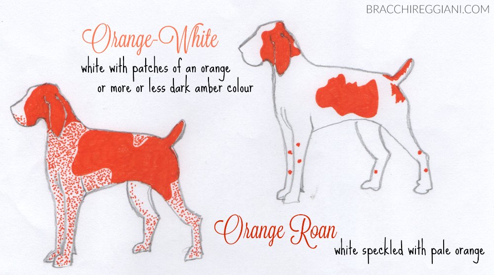 Introducing the Bracco Italiano: PhotoStandard&nbsp;#3