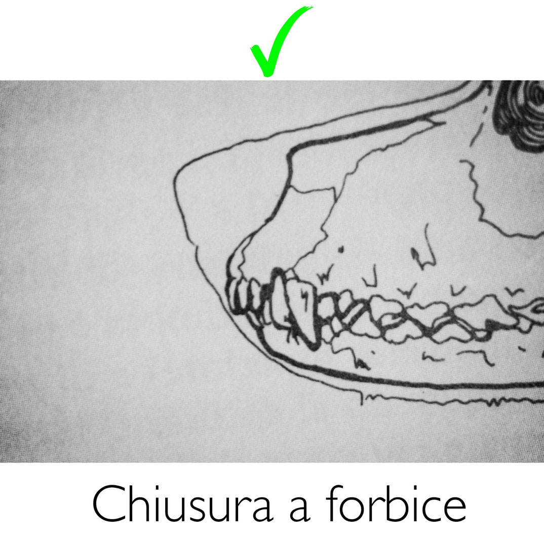 chiusura a forbice