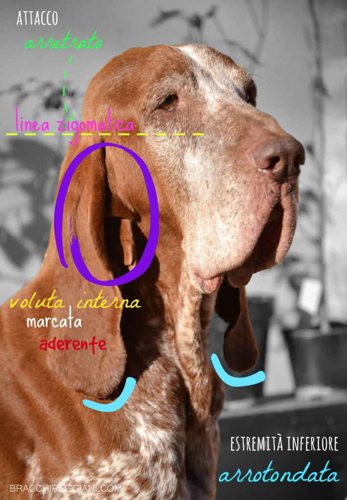 standard bracco italiano orecchie testa labbra tartufo