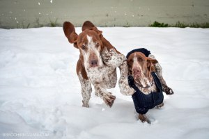 bracco italiano neve