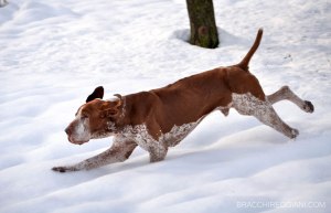 bracco italiano neve