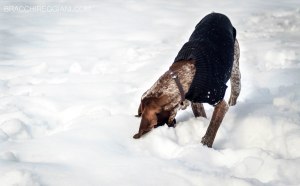 bracco italiano neve