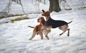 bracco italiano neve