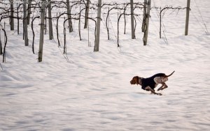 bracco italiano neve