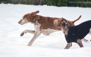 bracco italiano neve