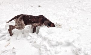 bracco italiano neve