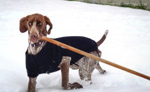 bracco italiano neve