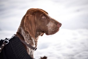 bracco italiano neve